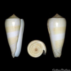Pionoconus consors (Sowerby I, 1833)