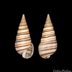 Pyramidellidae - Pyramidella dolabrata (Linné, 1758)