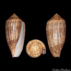 Cylinder cholmondeleyi (Melvill, 1900)