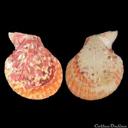Pectinidae - Caribachlamys ornata (Lamarck, 1819)