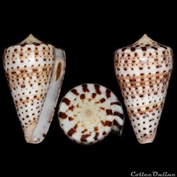 Kalloconus (Kalloconus) siamensis (Hwass in Bruguière, 1792)
