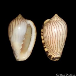Marginellidae - Marginella limbata (Lamarck, 1822)