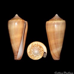 Calibanus furvus (Reeve, 1843)