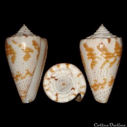 Conidae - Tenorioconus dominicanus (Hwass in Bruguière, 1792)