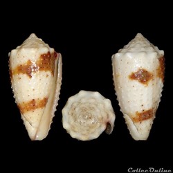 Strategoconus (Rolaniconus) varius (Linné, 1758)