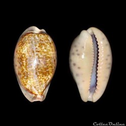 Cypraeidae - Zonaria zonaria (Gmelin, 1791)