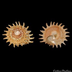 Turbinidae - Lithopoma phoebium (Röding, 1798)