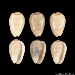 Cystiscidae - Gibberula miliaria (Linné, 1758)