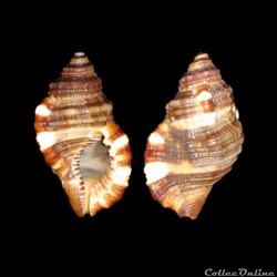 Cymatiidae - Monoplex pilearis (Linné, 1758)