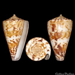 Pictoconus pictus (Reeve, 1843)