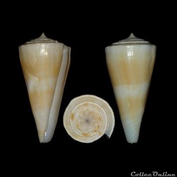Kioconus (Kioconus) queenslandis (da Motta, 1984)