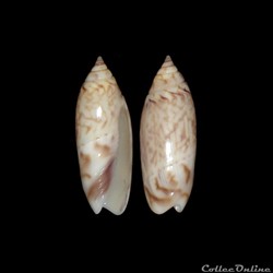 Olividae - Agaronia acuminata boavistensis (Burnay & Conceição, 1986)