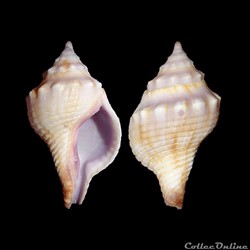 Buccinidae - Afer lansbergisi (Delsaerdt, 1993)