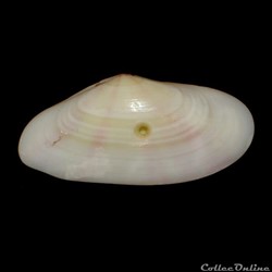 Tellinidae - Tellina radiata (Linné, 1758)