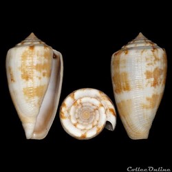 Floraconus novaehollandiae (Adams, 1854)