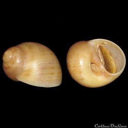 Naticidae - Euspira nitida (Donovan, 1804)