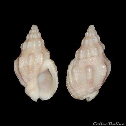 Nassariidae Photinae - Engoniophos unicinctus (Say, 1826)