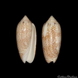 Olividae - Americoliva reticularis (Lamarck, 1811)