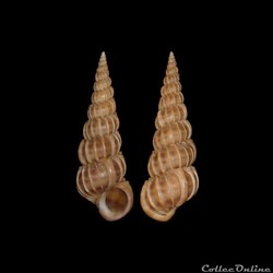 Epitoniidae - Epitonium turtonis (Turton, 1819)