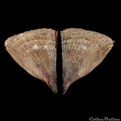 Pinnidae - Atrina rigida (Lightfoot, 1786)