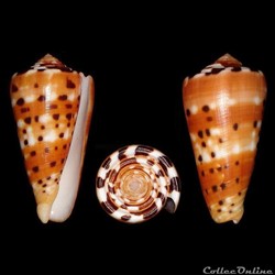 Pionoconus barthelemyi (Bernardi, 1861)