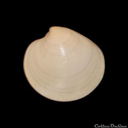 Veneridae - Pitar rudis (Poli, 1795)