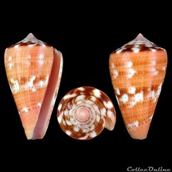 Dauciconus (Dauciconus) vittatus (Hwass in Bruguière, 1792)
