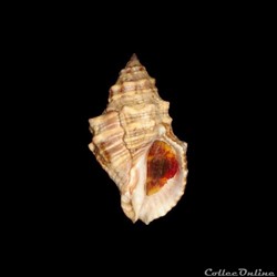 Muricidae - Stramonita rustica (Lamarck, 1822)