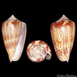 Ximeniconus (Perplexiconus) perplexus (Sowerby II, 1857)