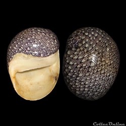 Neritidae - Nereina punctulata (Lamarck, 1816)