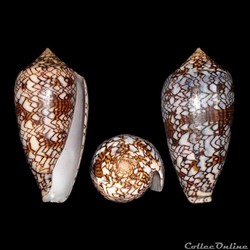 Cylinder archiepiscopus f. pyramidalis (Lamarck, 1810)