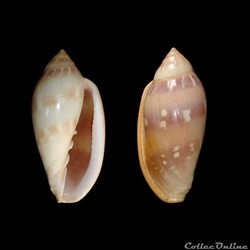 Marginellidae - Marginella desjardini (Marche-Marchad, 1957)
