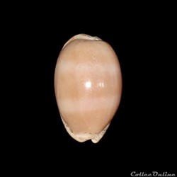 Cypraeidae - Luria cinerea (Gmelin, 1791)