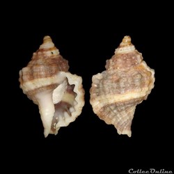 Cymatiidae - Gutturnium muricinum (Röding, 1798)