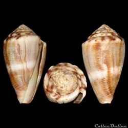 Conidae - Monteiroconus mus (Hwass in Bruguière, 1792)