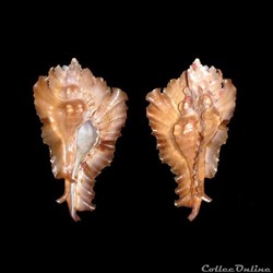 Muricidae - Timbellus phyllopterus (Lamarck, 1822)