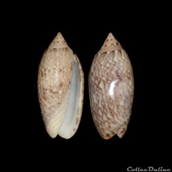 Olividae - Americoliva reticularis (Lamarck, 1811)