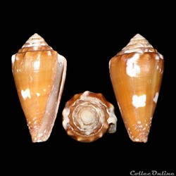 Kioconus (Thoraconus) cabritii (Bernardi, 1858)