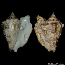 Strombidae - Lobatus raninus (Gmelin, 1791)