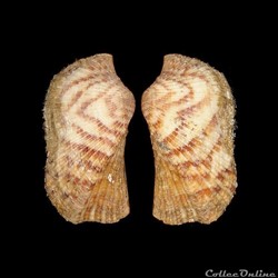 Arcidae - Arca bouvieri (Fischer, 1874)