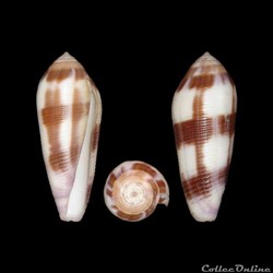 Virgiconus violaceus (Gmelin, 1791)