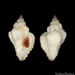Muricidae - Ocenebra erinaceus (Linné, 1758)