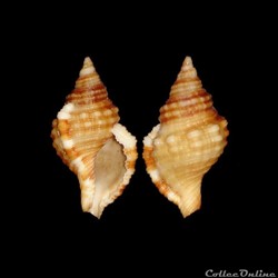 Cymatiidae - Monoplex aquatilis (Reeve, 1844)