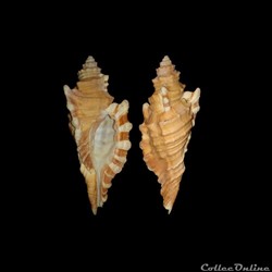 Cymatiidae - Cymatium femorale (Linné, 1758)
