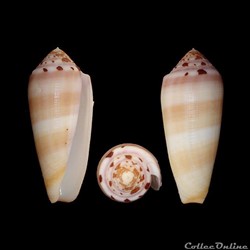 Pionoconus circumcisus f. brazieri (Sowerby III, 1881)
