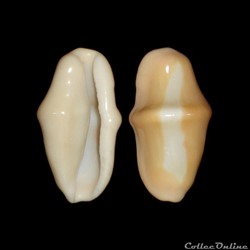 Ovulidae - Cyphoma gibbosum (Linné, 1758)