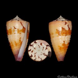 Strategoconus (Vituliconus) circumactus (Iredale, 1929)