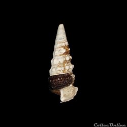 Potamididae - Tympanotonos fuscatus (Linnaeus, 1758)