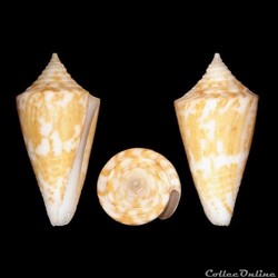 Dauciconus (Dauciconus) philippii (Kiener, 1847)