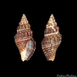 Pisaniidae - Aplus dorbignyi (Payraudeau, 1826)